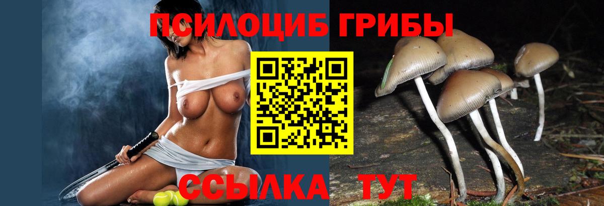 Псилоцибиновые грибы Psilocybe Вязники